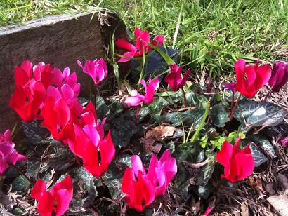 cyclamen.JPG