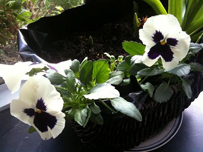 pansy.JPG