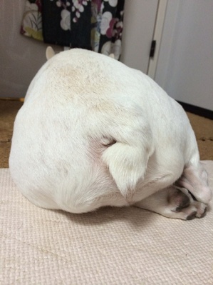 おにぎり.jpg