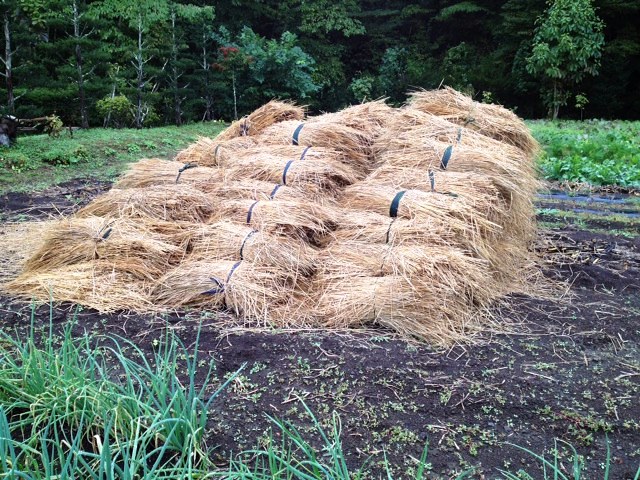 fuji-hay.jpg