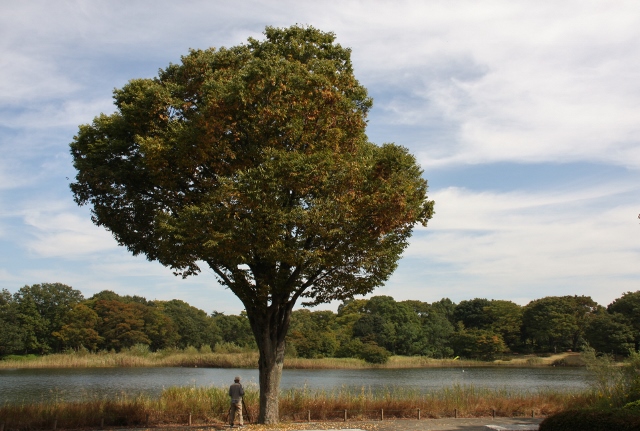 昭和記念公園（IKE) (640x431).jpg
