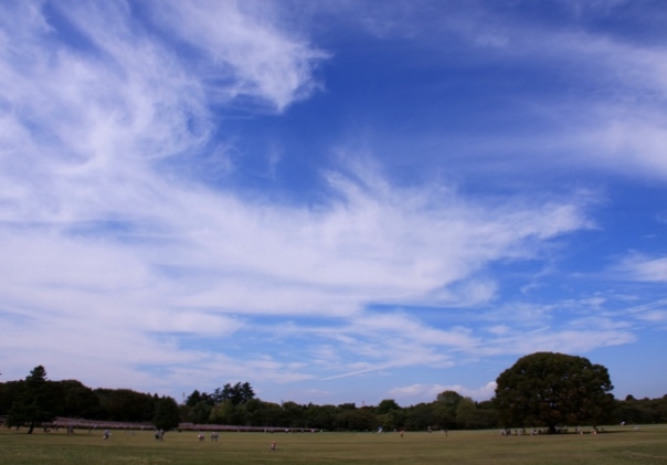昭和記念公園（KONOKI).jpg