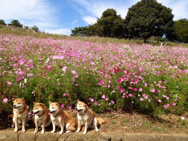 昭和記念公園１０ (640x480) (640x480).jpg
