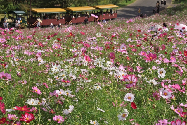 昭和記念公園１４ (640x427).jpg