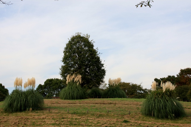 昭和記念公園１９・１ (640x426).jpg