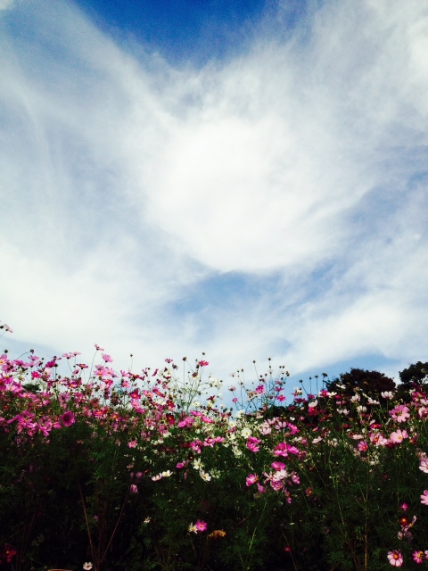 昭和記念公園２２． (480x640) (480x640).jpg