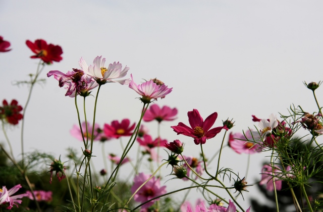 昭和記念公園９ (640x422) (640x422).jpg