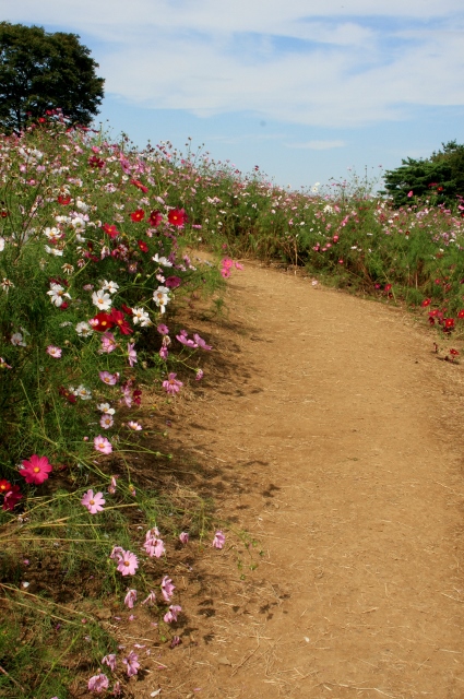 昭和記念公園９．２ (425x640).jpg