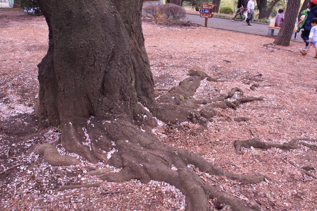 ○さくら (640x427).jpg
