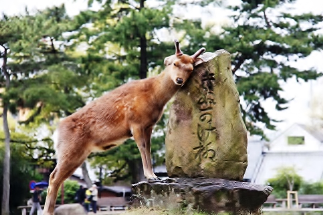 ★奈良の鹿8.jpg