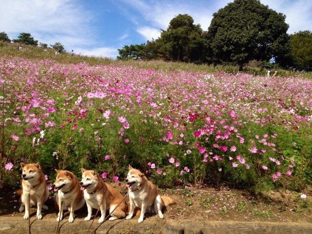 ★立川秋田犬12.jpg