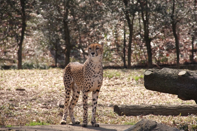 ⓰チーター (640x426).jpg