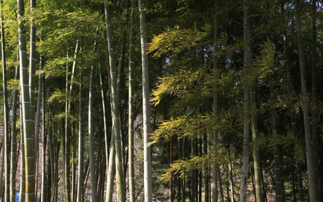 ㊳竹林 (640x401).jpg