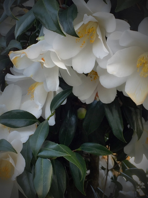 ⓮ファイル 2015-04-21 14 15 32 (480x640).jpg