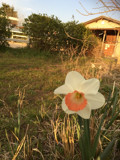 ⓯ファイル 2015-04-21 14 14 24 (480x640).jpg