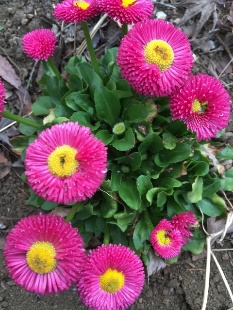 ⓰ファイル 2015-04-21 14 16 34 (480x640).jpg