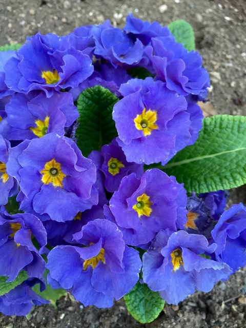 ⓱ファイル 2015-04-21 22 29 28 (480x640).jpg