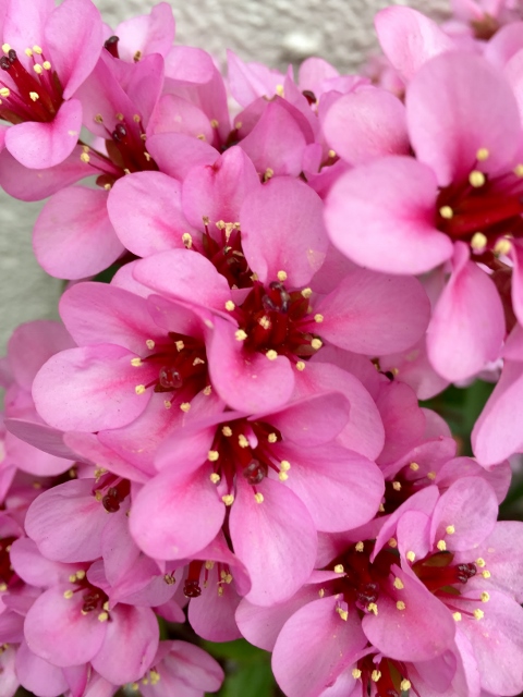 ⓲ファイル 2015-04-21 14 13 17 (480x640).jpg