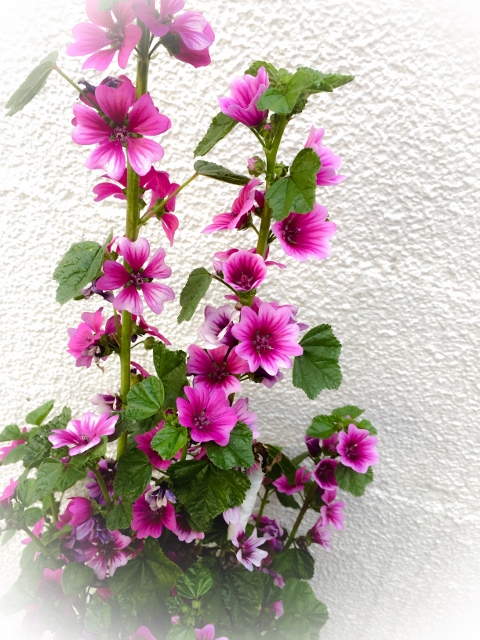 ⓴ファイル 2015-04-21 22 29 44 (480x640).jpg