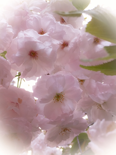 ❶ファイル 2015-04-21 14 19 33 (480x640).jpg