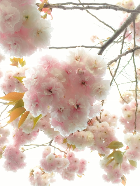 ❹ファイル 2015-04-21 14 20 38 (480x640).jpg