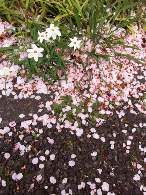 ❻ファイル 2015-04-21 14 17 11 (480x640).jpg