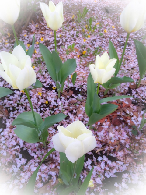 ❼ファイル 2015-04-21 14 18 03 (480x640).jpg