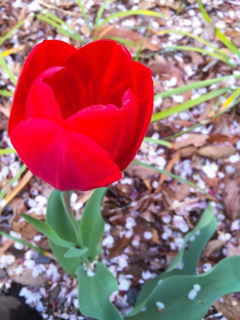 ❽ファイル 2015-04-21 14 17 50 (480x640).jpg
