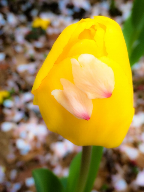 ❾ファイル 2015-04-21 14 18 18 (480x640).jpg