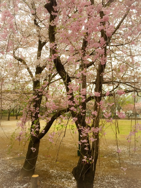 ➌ファイル 2015-04-21 14 16 53 (480x640).jpg