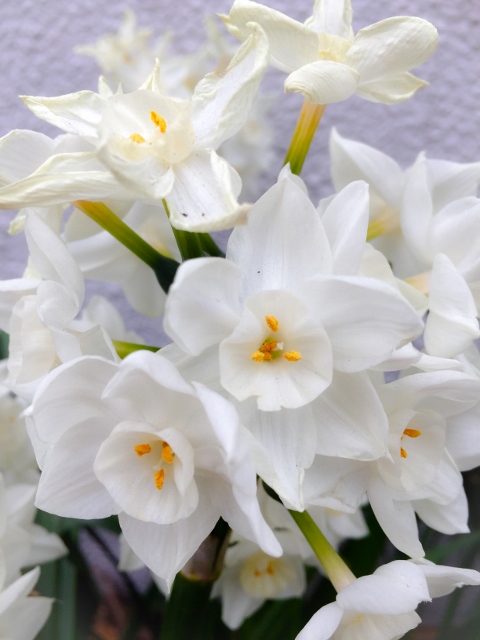 ㉕ファイル 2015-04-21 22 29 05 (480x640).jpg