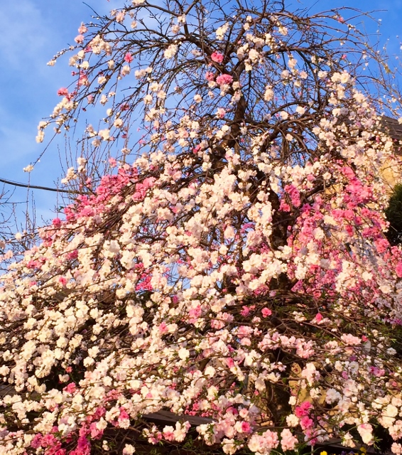 ㉖ファイル 2015-04-21 14 14 51 (566x640).jpg