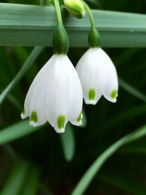 ㉛ファイル 2015-04-21 14 13 53 (480x640).jpg
