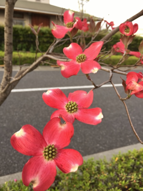㉜ファイル 2015-04-21 14 20 55 (480x640).jpg