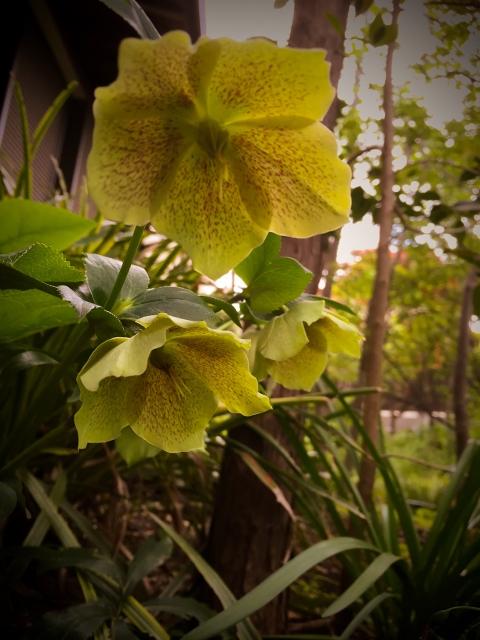 ㉟ファイル 2015-04-21 15 05 46 (480x640).jpg