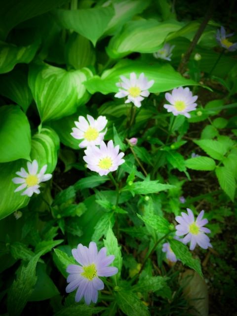 ㊱ファイル 2015-04-21 15 05 32 (480x640).jpg