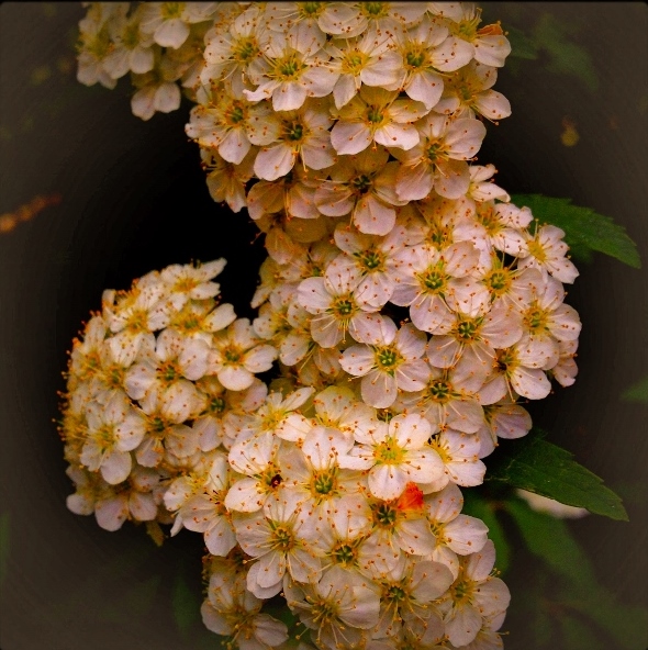 ㊲ファイル 2015-04-21 22 54 03 (640x640) (590x592).jpg