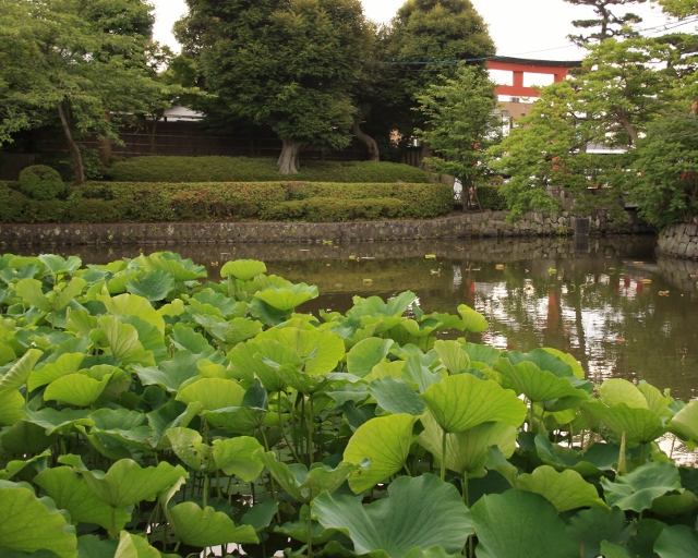八幡さまー池 (640x512).jpg