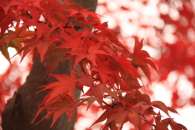 立川❾ (640x426).jpg