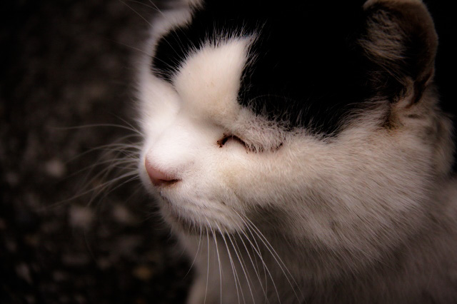 ㉕夕焼け段々のねこ (640x426)_edited.jpg