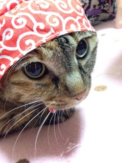 1459779191419.jpgのサムネール画像