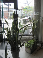 Sol Café2.jpg
