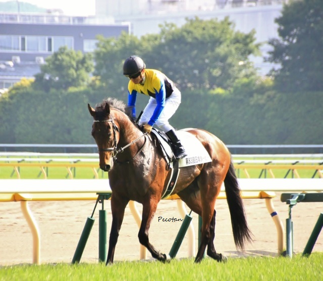 日本ダービーウイニングラン (640x556).jpg
