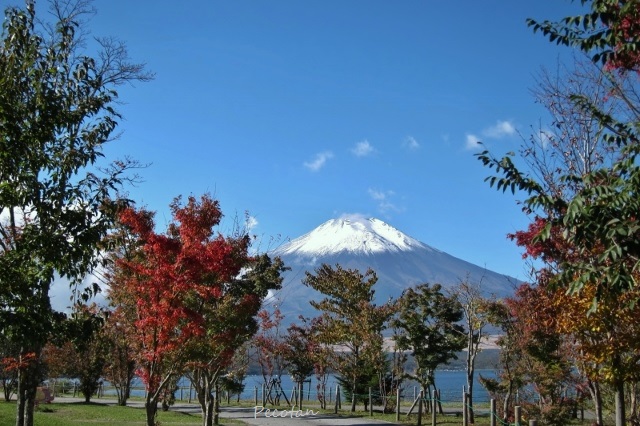 ㉔富士山・山中湖の紅葉バスウォーキングツアー 2016-11-03 014 (640x426).jpg