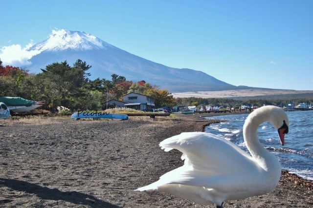 ㉕富士山・山中湖の紅葉バスウォーキングツアー 2016-11-03 189 (640x426).jpg