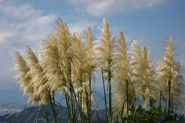 伊豆９ (640x426).jpg