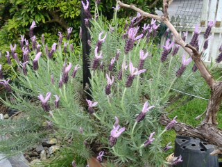 20170925-2.JPG