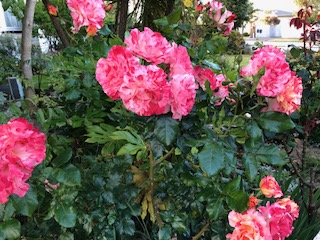 20171127-2.jpg