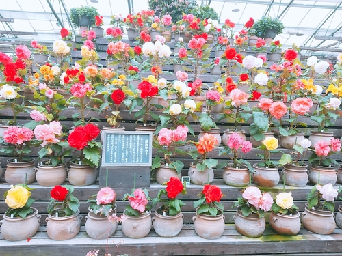 植物園.jpg